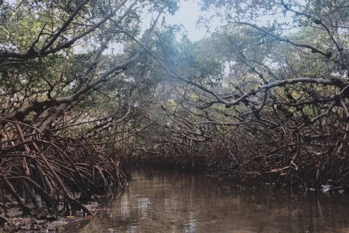a tree next to a body of water