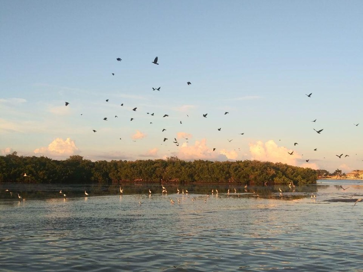 a flock of birds flying over a body of water
