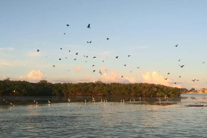 a flock of birds flying over a body of water