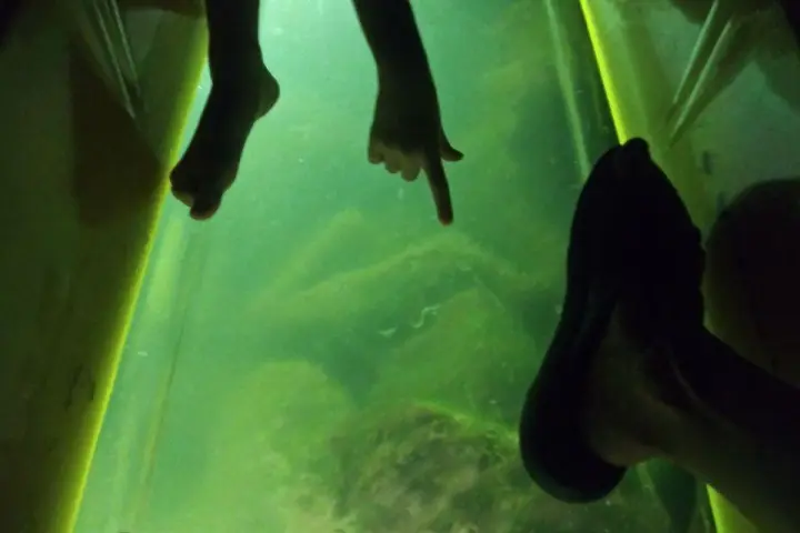 a close up of a fish