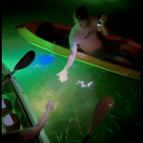 Glass Bottom Fish Feeding