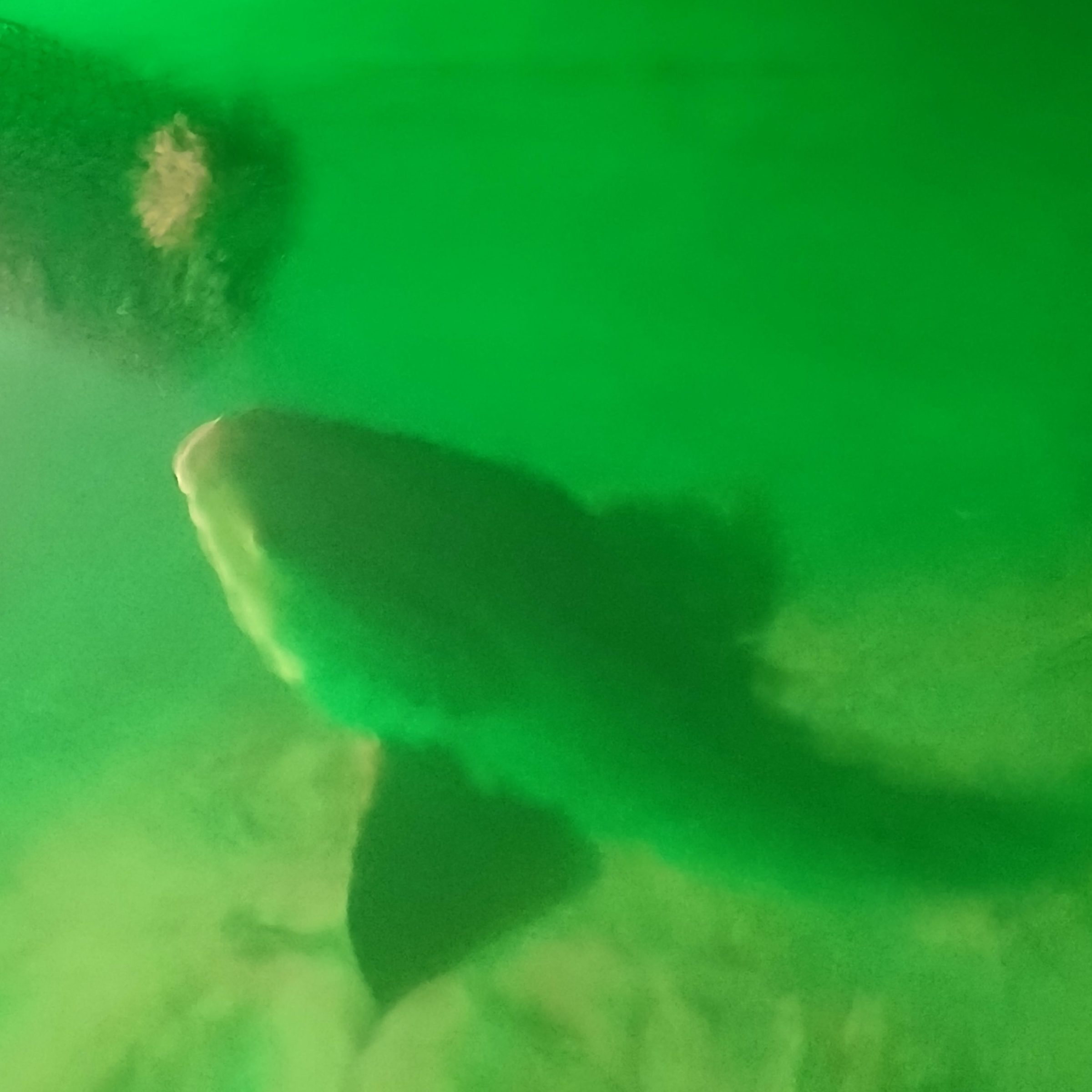 Large fish swimming underwater in green-tinted surroundings.