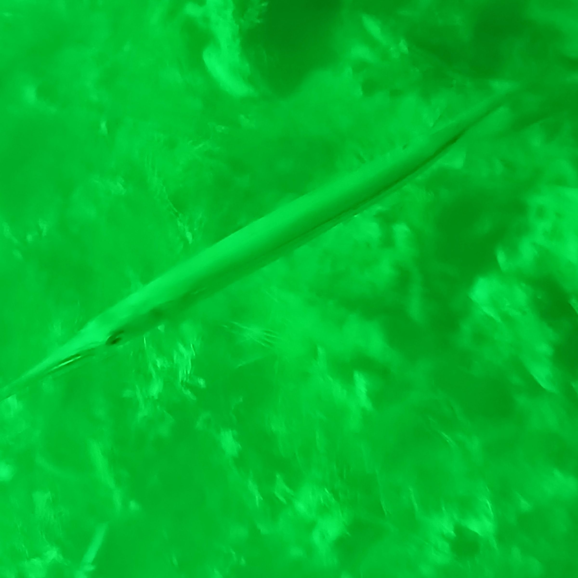 Slim fish swimming in murky green water.