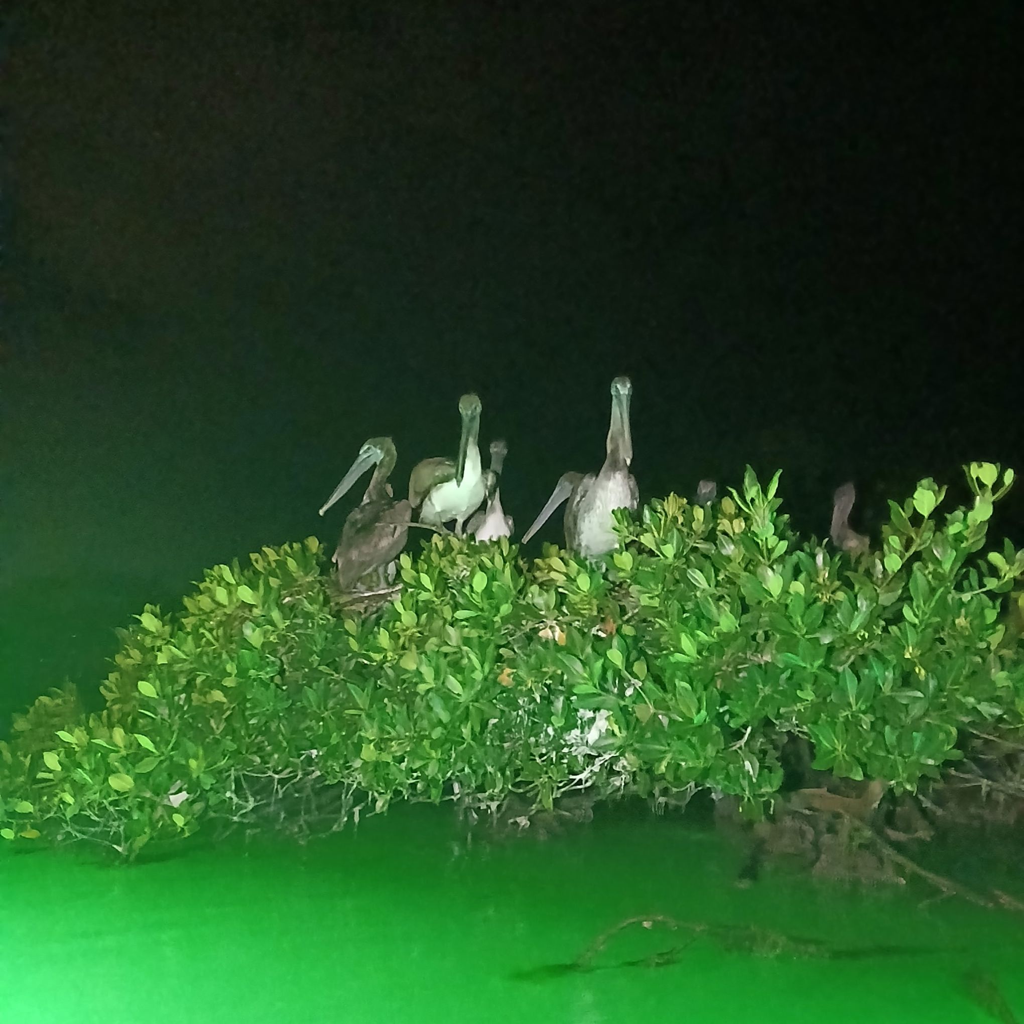 Three birds perched on green foliage at night