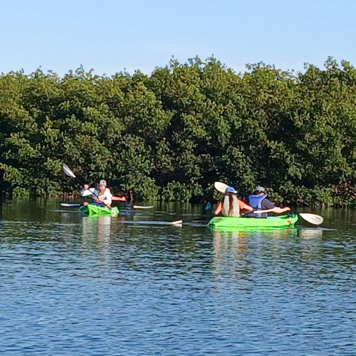 People kayaking near mangroves on a sunny day.