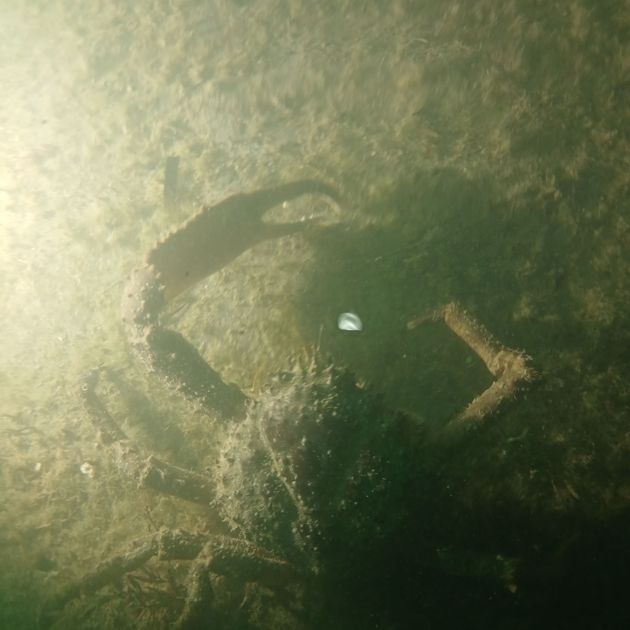 Underwater view of a crab with raised claws on a sandy bottom.